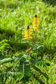 Image result for Senna didymobotrya