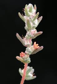 Image result for Chenolea