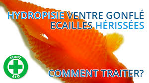 Le Site Du Poisson Rouge Hydropisie