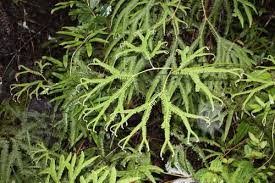 Image result for Phyllanthus macranthus