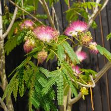 Image result for Albizia zimmermannii
