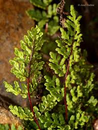 Image result for Sinopteridaceae