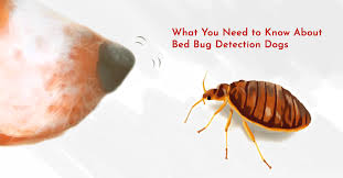 Most of them, of course, are connected with bites so how do you find the bed bugs in this case? Everything You Need To Know About Bed Bug Detection Dogs