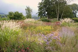 Private Garden In Bonn Designed By Piet Oudolf Prairie Garden Dry Garden Meadow Garden