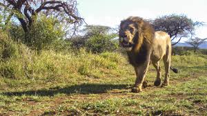 Lion's meaning in association with gold and the sun led to this animal having special symbolism among christian occultists and early alchemists as well. Protecting Lions Helps The Whole Food Chain Actually We Don T Know The New York Times