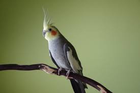 Guide To Caring For Cockatiels – Naturalworldpets
