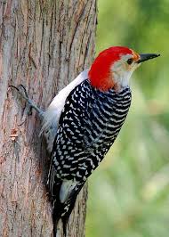 Black And White Spotted Bird With Red Head What S Black And White And Red All Over The Red Bellied Woodpecker In 2020 Missouri Birds Woodpecker Backyard Birds