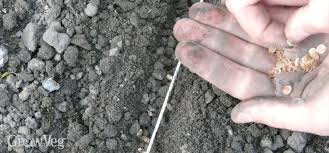 On the other hand, if you are teaching a saudi student in spain, there. Perfect Parsnips Every Time