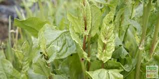 Culture De L Oseille Entretien Et Semis Jardinage Oseille Jardins