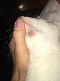 Flourishanyway from usa on july 28 elsa on january 05, 2016: He Has Had Mild Feline Acne Before On His Chin But Never Red With Hair Loss Like This Before Is This Still Feline Acne It Doesn T Petcoach