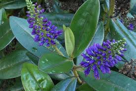 Chronicles of a love affair with nature. Hebe Struikveronica Purple Flowers Garden Plant Blue This Evergreen Shrub Flora Inflorescence Decorative Pikist