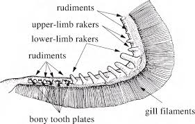 THREADFINS OF THE WORLD