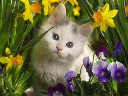 Cute Cats 3 Cute Cats Kitten Wallpaper Beautiful Cats Kittens Cutest