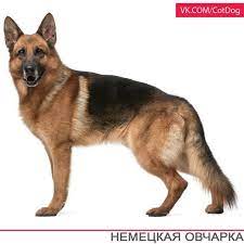 German Shepherd German Shepherd Tattoo German Shepherd Free Dog Images