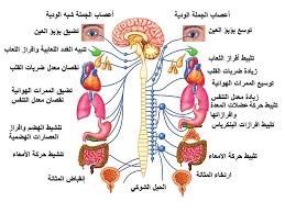 وما هي الأعراض التي تنشعر بها؟ وكيف نعالجه؟ إليك دليلك حول عدم توازن الهرمونات. Ø£ Ù…ØµØ·ÙÙ‰ Ø£Ø¨Ùˆ Ø§Ù„Ø·ÙŠØ¨ Ø£ Ù„ÙŠÙ„Ù‰ Ø¨Ø´Ø±ÙŠ Ø£ ÙƒØ±Ù…ÙŠØ© Ø¹ÙˆØ¶ Ø§Ù„Ù„Ù‡ Ø£ Ø£Ø³Ø§Ù…Ø¡ Ø§Ù„Ù†Ø¨Ø±ÙŠØµ Pdf Dwrean Lhpsh