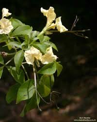 Image result for Cladostemon kirkii