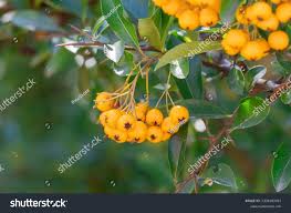 Image result for Pyracantha coccinea soleil d'or