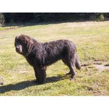 Welcome to newfoundland puppies home. Crooked River Saints Newfoundland Dog Breeder In Waterford Maine