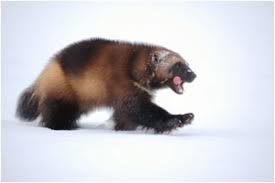 Colorado S Lonely Wolverine Wolverine Animal Wolverine Animals