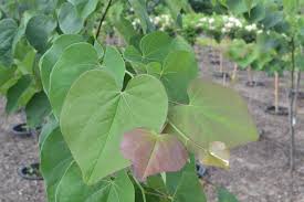 Burgundy hearts® redbud was discovered at greenleaf nursery in oklahoma in 2000. Burgundy Hearts Redbud Tree At Menards