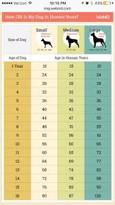 Doggy Years Cheat Sheet Dog Ages Dog Age Chart Dog Care