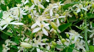Maybe you would like to learn more about one of these? 15 Flowers That Bloom At Night