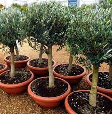 If you decide that you want to move your olive tree into the garden, it will need to be transitioned. This Is Why You Need Olive Trees In Your Home And Garden