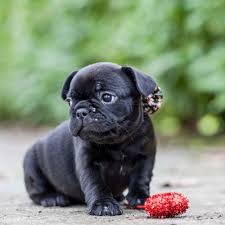 Floppy ears need more cleaning than when they're fully upright. When Will My French Bulldog S Ears Stand Up Nw Frenchies French Bulldog Breeder In Washington State Northwest Frenchies