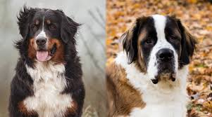 The saint bernese is the result of mixing a bernese mountain dog and a saint bernard. Bernese Mountain Dog Vs Saint Bernard Differences Similarities