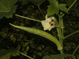 Image result for Abelmoschus