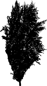 45 Tree Silhouettes Png Transparent Background Onlygfx Com