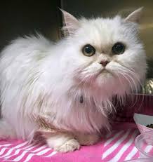 I'm currently fostering this female German Shepherd. She's 4, spayed,  excellent with children, and housebroken. Please share:)