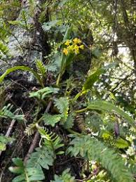 Image result for Polystachya cultriformis