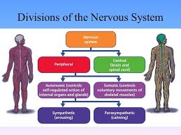 The nervous system has two major parts: Neurons The Building Block Of The Nervous System Ppt Video Online Download