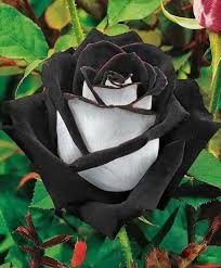 Inspiring Snaps Blooms We Love Unusual Flowers Beautiful Roses Plants