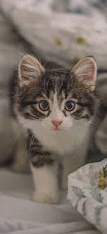 Download zedge™ app to view this premium item. 10 Cute Cat Wallpapers For Your Phone I Like Cats Very Much