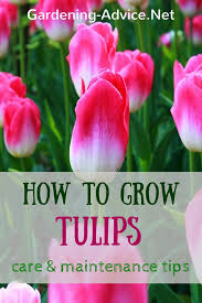 What do tulips look like? Tulips Care And Maintenance