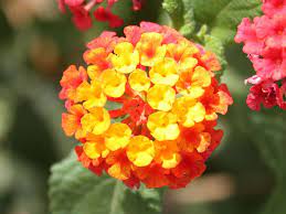 Cap N Bob The Damsel Xeriscape Gardens Lantana Flower Lantana Flowers