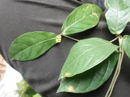 Image result for Rutidea