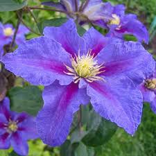 Image result for Clematis costata