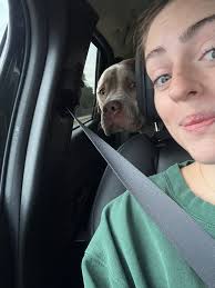 Grooming day excitement for dogs