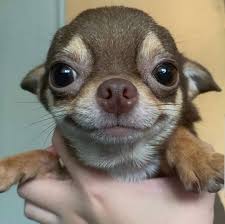 Here Are Seven Ways You Can Say Thanks To Dogs During National Pet Week Chihuahua Puppies Cute Baby Animals Chihuahua Dogs