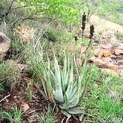 Image result for Aloe pienaarii