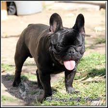 The most notable characteristic is the bat ear, which occurs naturally and is never cropped or altered. Bugatti Solid Black French Bulldog Dna Bb Dd Www Gomezbullys Com Black French Bulldogs Bulldog French Bulldog