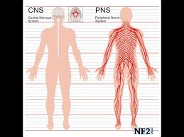Related posts of central nervous system diagram digestive system of human body and its functions. Central Nervous System Vs Peripheral Nervous System Youtube