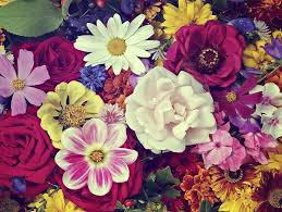 Maybe you would like to learn more about one of these? Conheca O Significado Da Expressao Rosa De Saron Wemystic Brasil