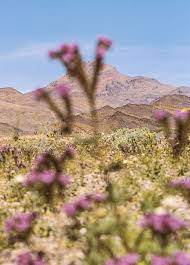 This season, death valley has received 1.19 inches of rain, but it came at the right time for the wildflower bloom, dnvha officials say. Death Valley S Superbloom The New Yorker
