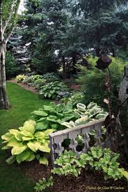 17 Best Images About Shade Plants On Pinterest Gardens Hosta Shade Plants Shade Garden Fence Landscaping
