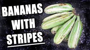 Banana musa ae ae variegated rare plant proplants 5 out of 5 stars (3) $ 500.00. Ae Ae Banana The Banana With Stripes Banana Ketchup Recipe Weird Fruit Explorer Youtube