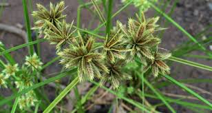 Image result for Cyperus tenax